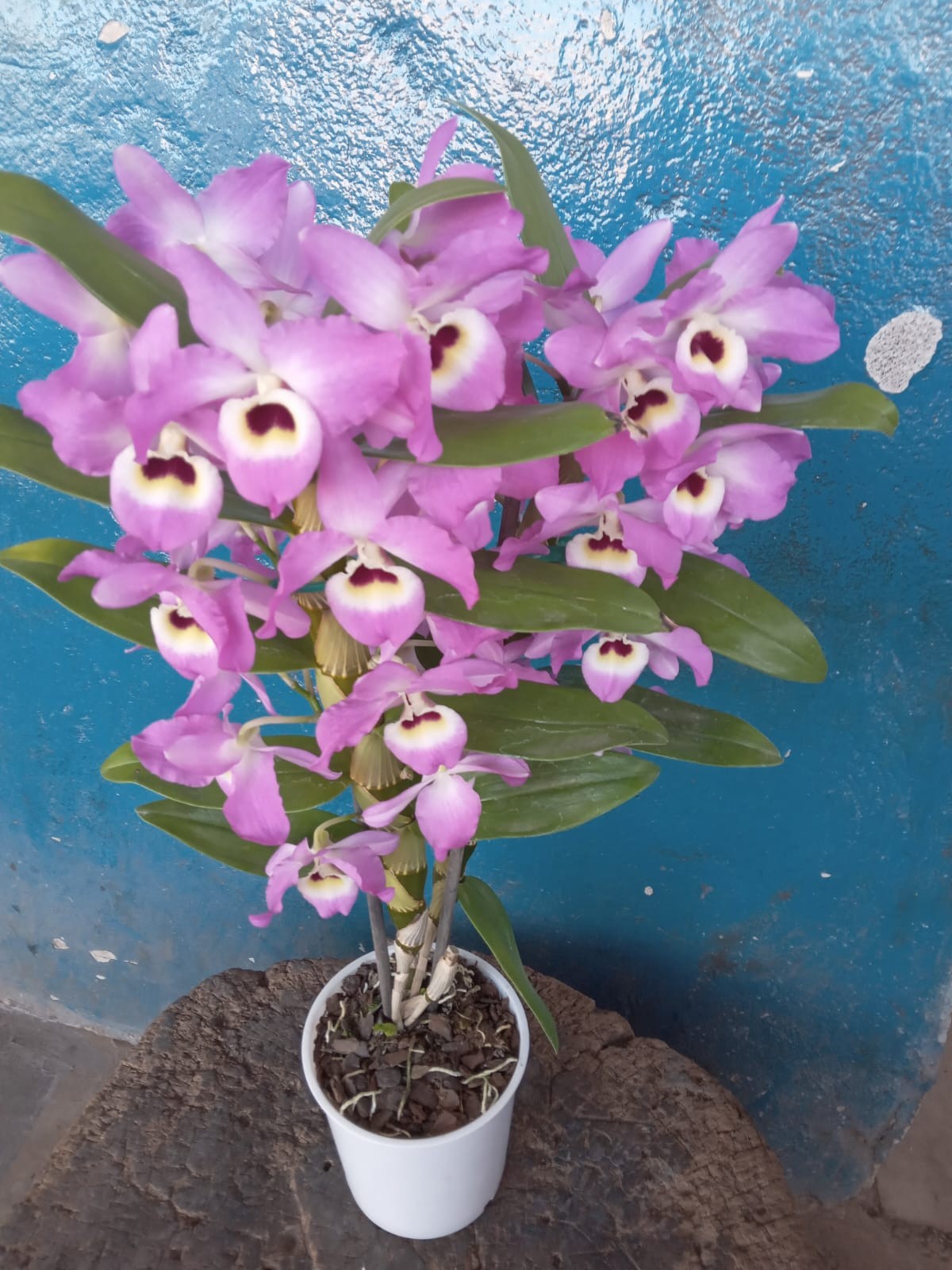 Flores - Conviva com a natureza dentro de casa 